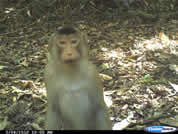 Pig-tailed macaque
